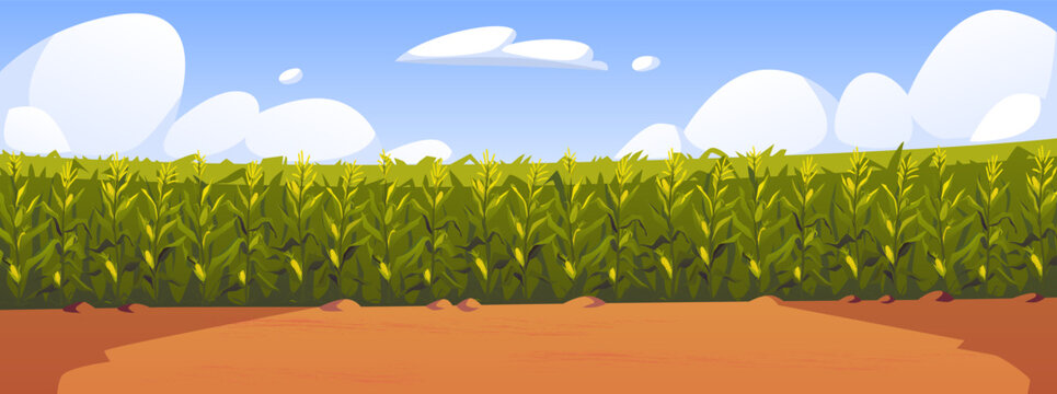 Corn field vector illustration, cartoon corn grows in field. Rural summer field landscape, vegetable garden cultivation