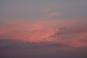 Naklejka premium migrating cranes in the sky
