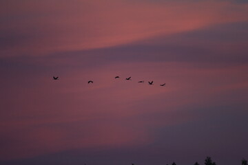 migrating cranes in the sky