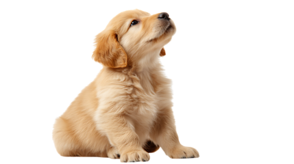 Golden retriever puppy sitting and looking up, isolated on transparent background
