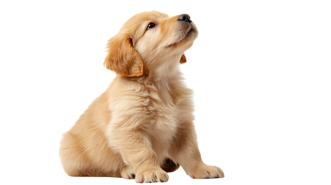 Golden retriever puppy sitting and looking up, isolated on transparent background