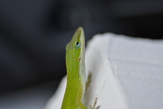 Green Anole Lizard Close-Up