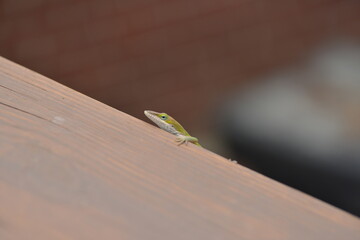 Green anole on wooden railing