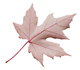 autumn red maple leaf isolated on white background, top view. Autumn season concept background for web banner template page design wallpaper