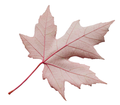 autumn red maple leaf isolated on white background, top view. Autumn season concept background for web banner template page design wallpaper