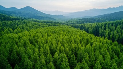 Obraz premium Drone view of green forest section protected by newly installed firebreak corridor. 