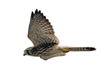 Falcon 