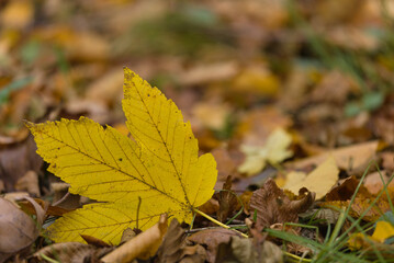 a yellow autumn leaf among gray leaves in the forest