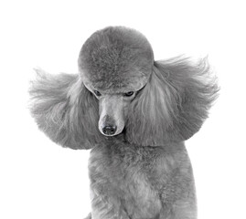 Portrait of cute gray poodle