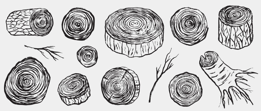 Hand drawn tree cross-sections, logs, and branches with visible growth rings and bark texture. Vector sketch illustration in vintage crayon charcoal style. Wooden cuts