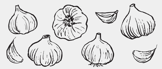 Hand drawn garlic bulbs and cloves. Spice, vegetable drawing. Vector sketch illustration in vintage crayon charcoal style
