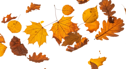 Assortment of falling autumn leaves isolated on transparent background, showcasing the beauty and variety of natures seasonal transformation