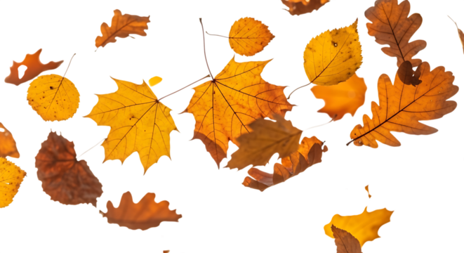 Assortment of falling autumn leaves isolated on transparent background, showcasing the beauty and variety of natures seasonal transformation