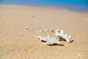 Corals on the sand on the seashore. Seascape background, sandy shore with corals and shells.
