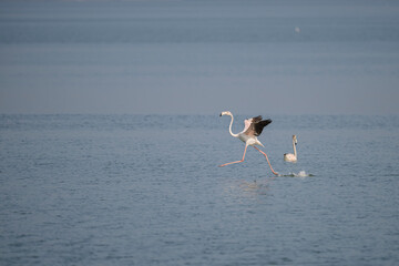 Greater Flamingos landing at Eker bay, Bahrain.