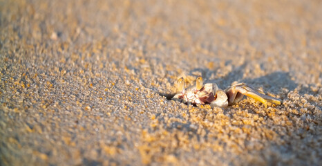 A crab on the beach is running on the white sand. Exotic animals in the resorts of tropical islands. The concept of a beach holiday in the tropics.