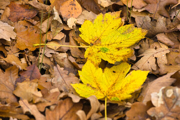 two yellow leaves lying among the gray leaves