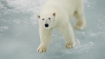 Close-up footage of a solitary polar bear walking across floating sea ice, revealing powerful paws, thick white fur, and alert posture while navigating a frozen polar landscape