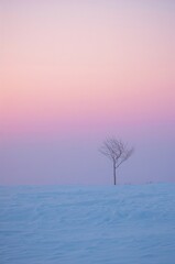 Tree stands alone in a field of snow
