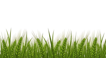Green wheat field with many ears isolated on white background