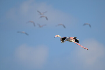 Greater flamingo with blur building background, Bahrain
