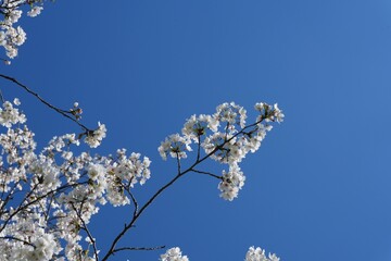 桜の花