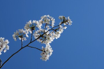 桜の花