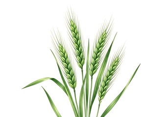 Fototapeta premium Illustration of green wheat ears with leaves, isolated on white background