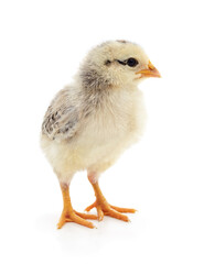 Obraz premium Baby chick standing isolated white background.