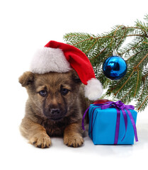 Cute puppy in Santa hat with Christmas gift and fir branch.