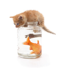 Curious kitten looking into jar with goldfish.