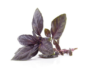 Purple basil leaves isolated on a white background.