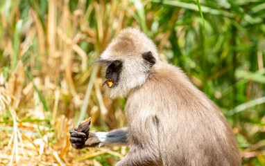 A gray langur Hanuman sits on the ground and eats bananas. Monkeys in the wild jungles of Sri Lanka. A wildlife scene featuring wild animals.