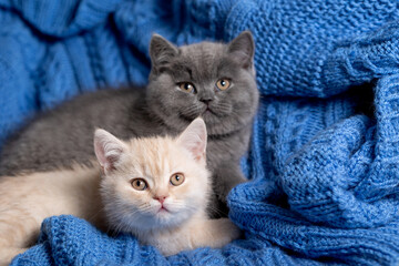 British Shorthair kittens on a blue blanket