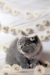 British Shorthair kittens with dandelions