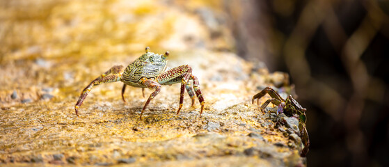 Crab on the beach runs along the pier. Exotic animals in resort places. The concept of a beach holiday in the tropics.