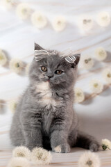 British Shorthair kittens with dandelions