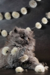 British Shorthair kittens with dandelions