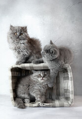 Family of British Shorthair kittens