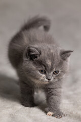 Family of British Shorthair kittens