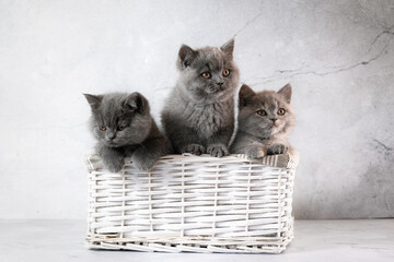 Family of British Shorthair kittens