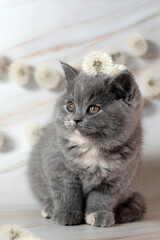 Family of British Shorthair kittens