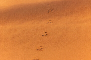 Footprints of a fox on the red dunes of the desert near Dubai at sunrise