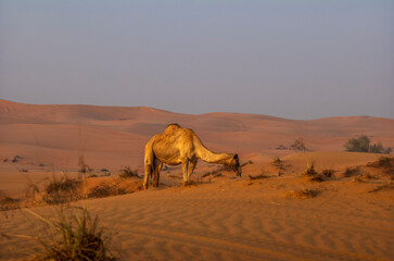 Semi wild camel grazing in the desert sand dunes near Dubai