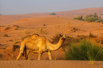 Semi wild camel grazing in the desert sand dunes near Dubai