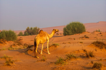 Semi wild camel grazing in the desert sand dunes near Dubai