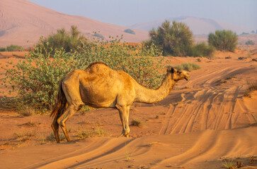 Semi wild camel grazing in the desert sand dunes near Dubai