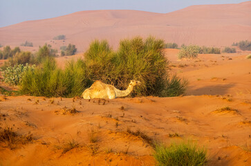 Semi wild camel grazing in the desert sand dunes near Dubai