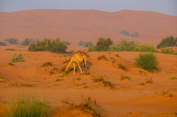 Semi wild camel grazing in the desert sand dunes near Dubai