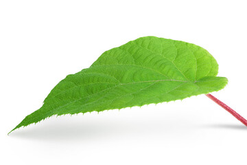 Fototapeta premium kiwi fruit leaf isolated on white background